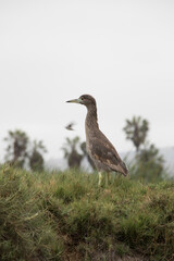 Pantanos de Villa Lima Peru Bird watching sightseing wetland swamp hobbie