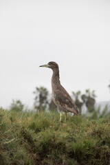 Obraz na płótnie Canvas Pantanos de Villa Lima Peru Bird watching sightseing wetland swamp hobbie
