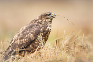 Common buzzard (Buteo buteo) in the fields, buzzards in natural habitat, hawk bird on the ground, predatory bird close up
