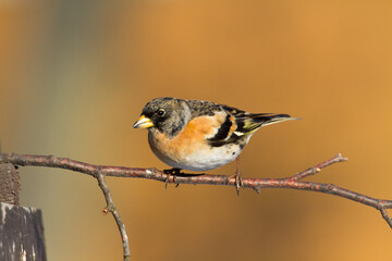 Bird Brambling ( Fringilla montifringilla ) on orange background male	