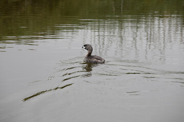 Pantanos de Villa Lima Peru Bird watching sightseing wetland swamp hobbie