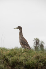 Pantanos de Villa Lima Peru Bird watching sightseing wetland swamp hobbie