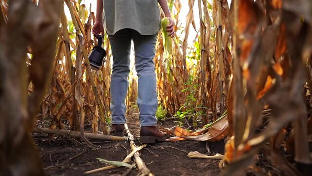 Woman standing in agricultural field holding corn cob and VR glasses