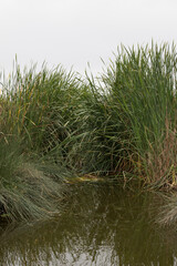 Obraz premium Pantanos de Villa Lima Peru Bird watching sightseing wetland swamp hobbie
