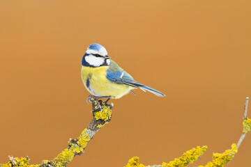 Bird - Blue Tit ( Cyanistes caeruleus ) perched on tree winter time small bird on blurred background