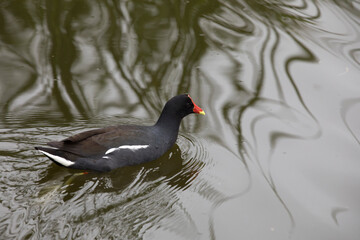 Pantanos de Villa Lima Peru Bird watching sightseing wetland swamp hobbie