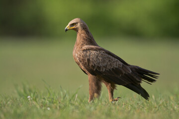 Fototapeta premium Birds of prey - Lesser Spotted Eagle Aquila pomarina