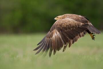 Fototapeta na wymiar Birds of prey - Lesser Spotted Eagle Aquila pomarina