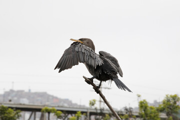 Pantanos de Villa Lima Peru Bird watching sightseing wetland swamp hobbie
