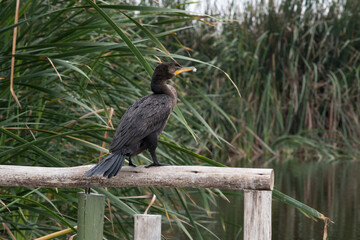 Pantanos de Villa Lima Peru Bird watching sightseing wetland swamp hobbie