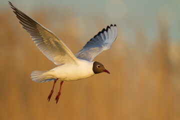 Bird black-headed gull Chroicocephalus ridibundus in flight spring time Poland, Europe	