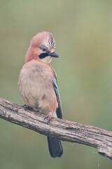 Bird Eurasian Jay Garrulus glandarius sitting on the branch Poland, Europe	