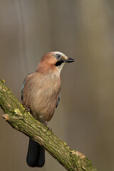 Bird Eurasian Jay Garrulus glandarius sitting on the branch Poland, Europe	