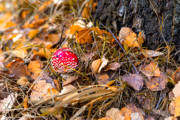 fly agaric in the autumn forest in the fallen leaves near the birch.