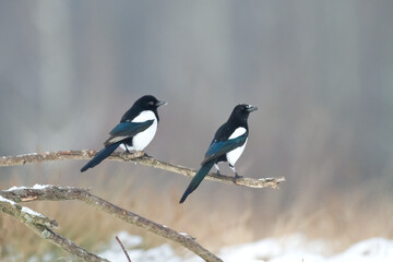 two Eurasian Magpie or Common Magpie or Pica pica is sitting on the branch with colorful...