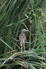 Pantanos de Villa Lima Peru Bird watching sightseing wetland swamp hobbie