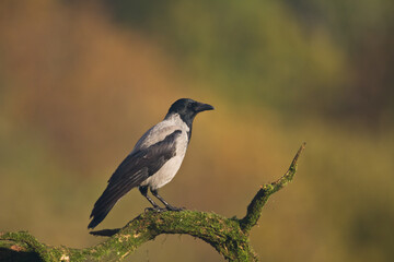 Bird Hooded Crow Corvus corone bird sitting on branch