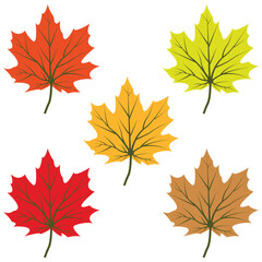 Maple leaf logo Template vector icon illustration design