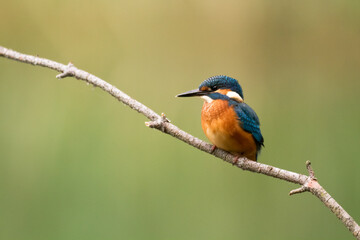 Kingfisher Alcedo atthis common kingfisher, bird - Poland, Europe	