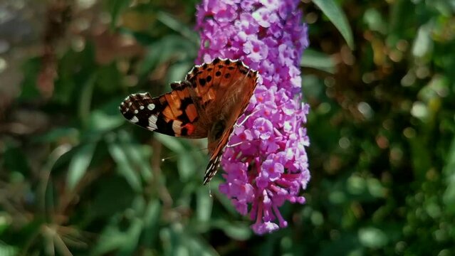 Painted Lady Thistle butterfly, Vanessa charqui on purple-pink Buddleja davidii flower 
