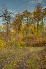 Obraz premium Weg durch herbslich gefärbten Wald