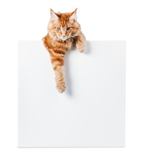 Adorable red cat with   empty card on white background