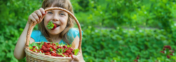 The child collects strawberries in the garden. Selective focus.