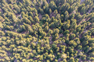 Naklejka na ściany i meble Fir forest aerial drone view. Coniferous trees on Parnassos mountain, Greece