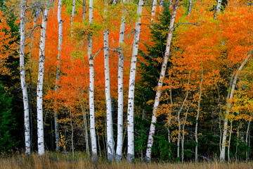 Aspen Birch Trees in Autumn Falls with White Trunks Foliage Forest