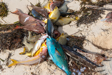 Parrotfish and other tropical fish caught with a harpoon on white sands in a Colombian tropical island.