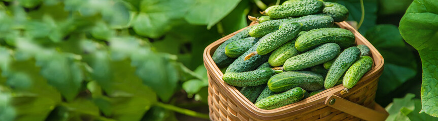 homemade cucumber cultivation and harvest. selective focus.