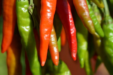 red and green chili pepper