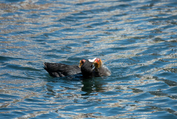coot feeding her cute chicks on the water