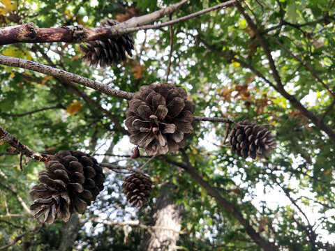 Pigne sull'albero in autunno