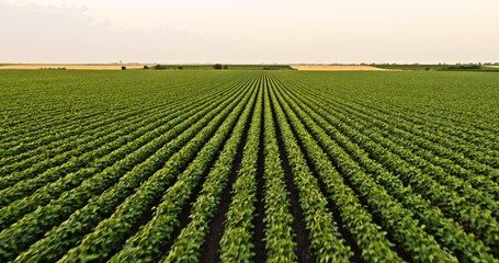 Aerial shot of agricultural soybean field at industrial farm at sunset - Powered by Adobe