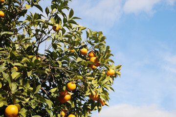 Orange trees at the streets of Cordoba, Spain