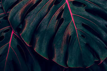 Tropical leaves, closeup of monstera plant and dark nature background © pernsanitfoto
