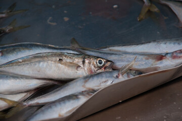 Fishes at the Maltese market in Marsaxlokk