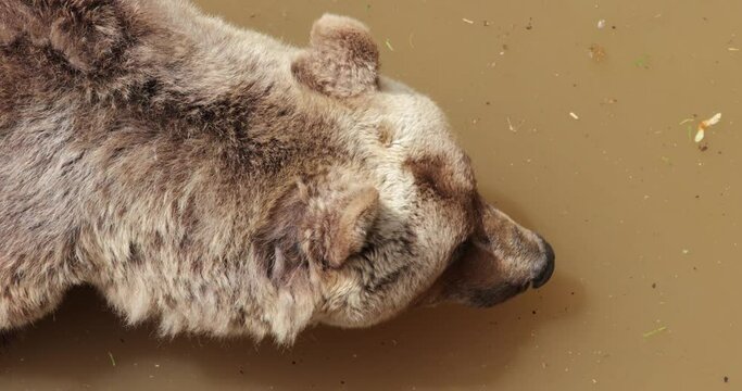 Eurasian Brown Bear in captivity