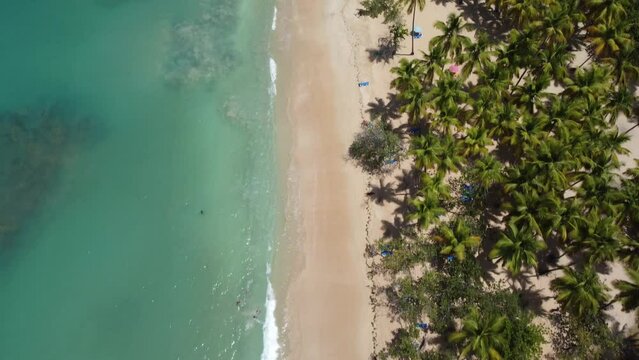 Aerial drone video of tropical paradise beach with blue waters, white sand and palm trees in Samana, Dominican Republic, Caribbean.