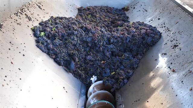 Cannonau grapes. Bunches of grapes in the hopper transported by the rotating auger. Traditional agriculture. Sardinia.
