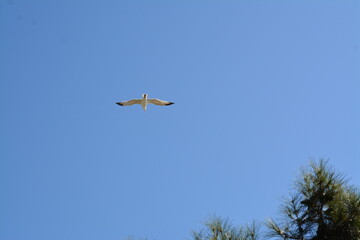 Flying albatros