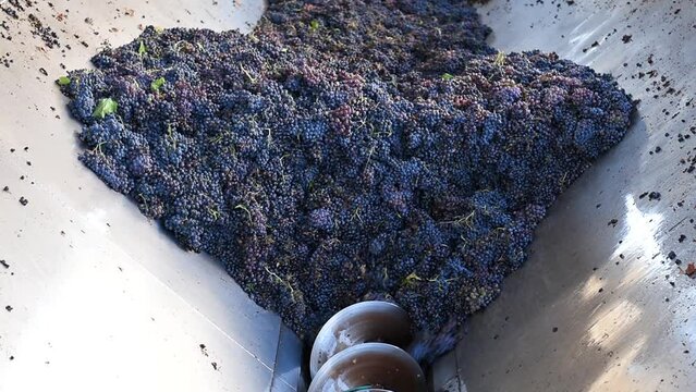 Cannonau grapes. Bunches of grapes in the hopper transported by the rotating auger. Traditional agriculture. Sardinia.