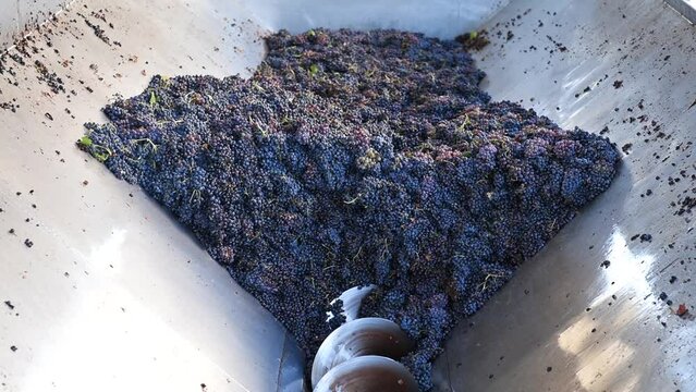 Cannonau grapes. Bunches of grapes in the hopper transported by the rotating auger. Traditional agriculture. Sardinia.