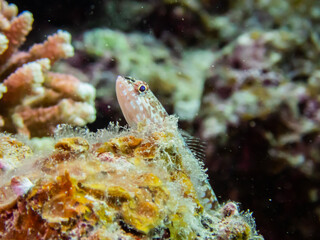 石垣島の岩場に張り付くウミタケハゼ