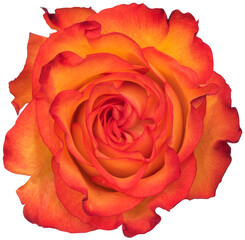 Isolated Orange rose
