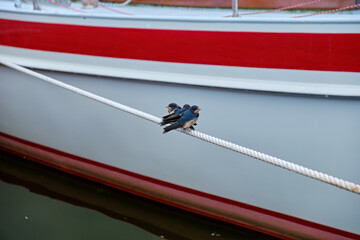 Three Young Barn Swallows on a Boat Line