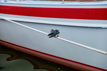 Three Young Barn Swallows on a Boat Line
