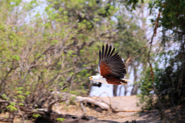 African fish eagle