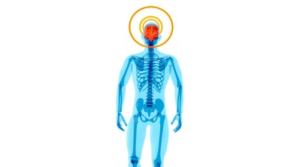 4K Anatomy concept of a Xray man walking